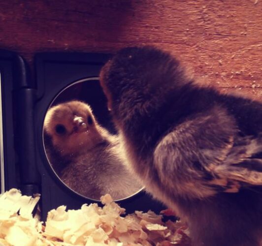 How Big Should A Brooder Box Be? Mother Earth News